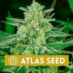 Blue Dream Auto - Autoflowering Marihuana Samen, 5Stck Atlas Seed