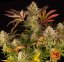 Blue Sunset Sherbert - Nasiona feminizowane 10 szt. Barney's Farm