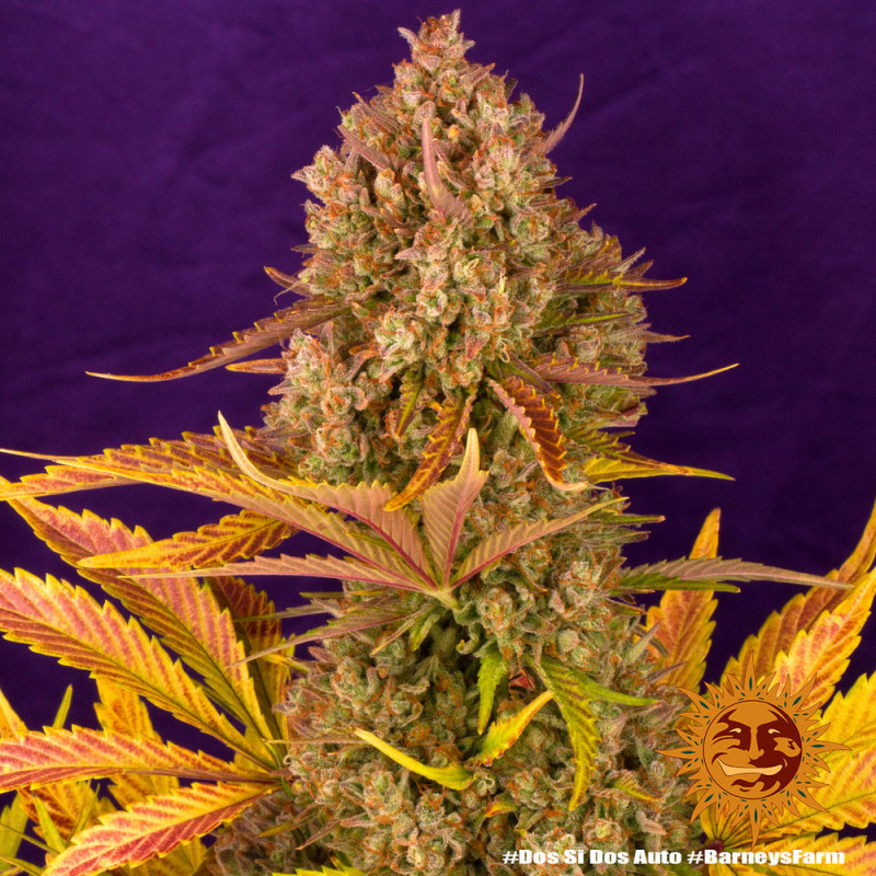 Dos Si Dos Auto - autoflowering semena marihuany 3 ks Barney´s Farm