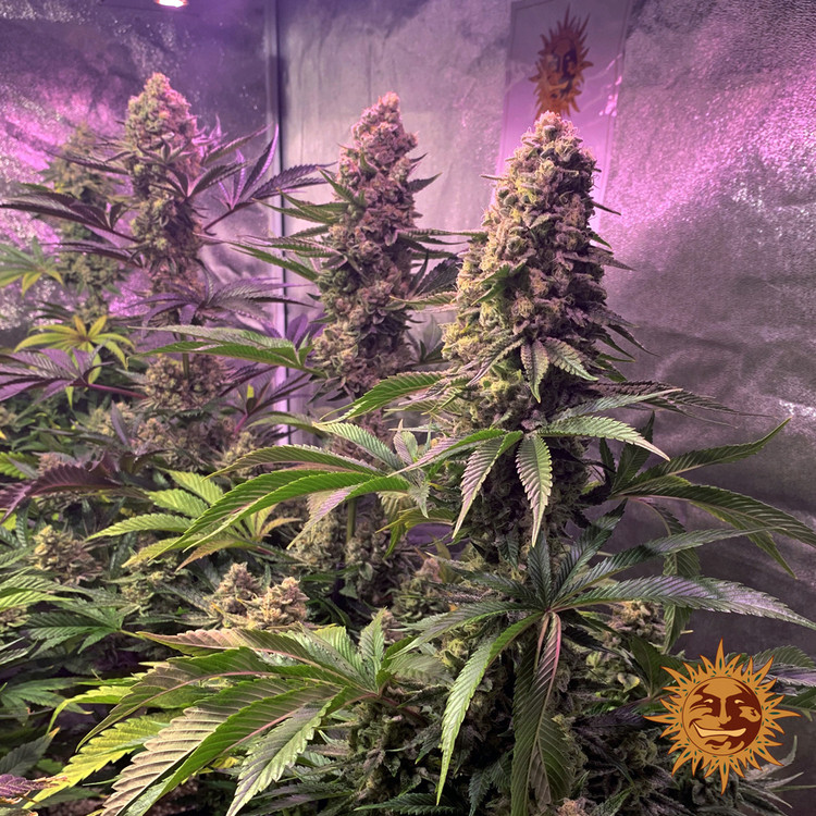 Tropicanna Banana - feminizovaná semená marihuany 10 ks Barney´s Farm