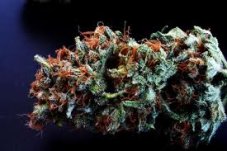 Cream Caramel - Feminized Seeds 10pcs Sweet Seeds