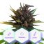 Auto Purple CBD - selbstblühende Samen Cannapio Premium 10 Stk