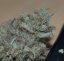 Nevilles Haze 18 ks štandardizovaná semienka Mr. Nice