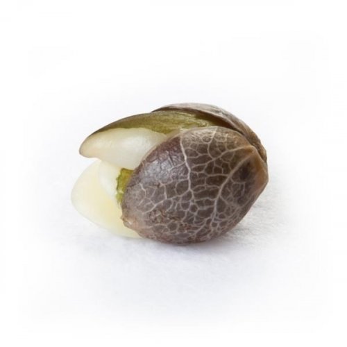 White Widow - Feminized Seeds 3 pcs Royal Queen Seeds