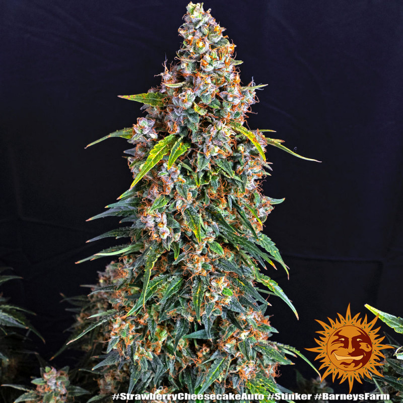 Strawberry Cheesecake Auto - autoflowering semená marihuany 3 ks Barney´s Farm