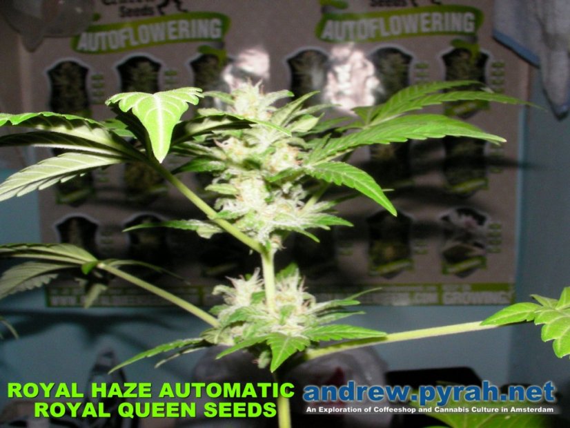 Royal Haze Automatic - samonakvétací semínka 3ks Royal Queen Seeds