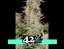 Bruce Banner Auto - Graines Premium Autofloraisantes 5 pcs Fast Buds