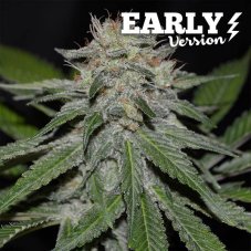 Delicious Seeds Critical Neville Haze Early Version feminized seeds