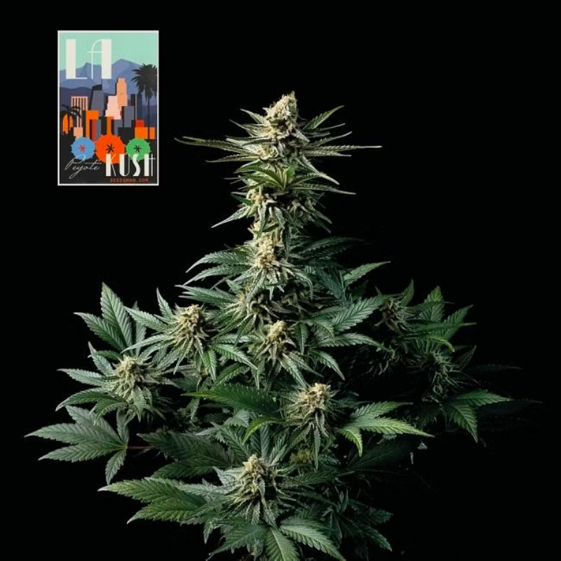 L.A. Peyote Kush - feminizovaná semena konopí 10 ks, Seedsman