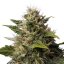 Royal Moby 10 ks feminizované semienka Royal Queen Seeds