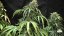Bubba Kush Auto - fem. a autoflowering semienka 5ks Dinafem