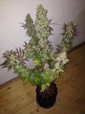 Jacky White - Feminized Seeds 3 pcs Paradise Seeds