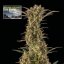 Northern Lights Auto - Autoflowering Marihuana Samen, 3Stck Seedsman
