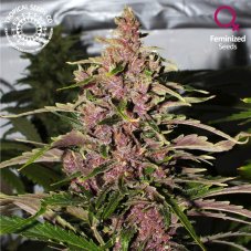 Tropical Seeds Afrokush feminisiertes Saatgut