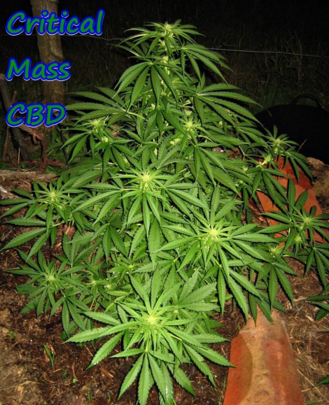 Masa krytyczna CBD - feminizowane nasiona 3in Dinafem