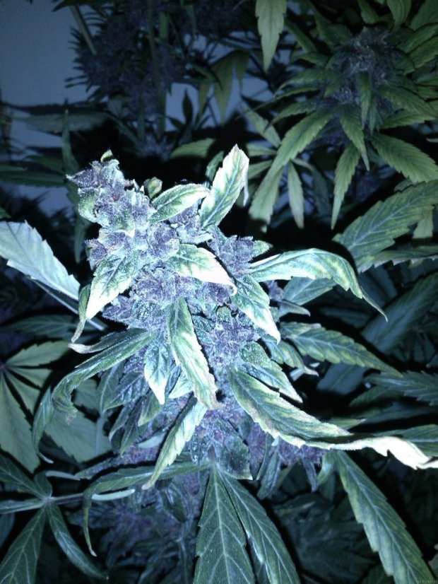 Black Cream Auto - feminizovaná a samonakvétací semínka 5ks Sweet Seeds