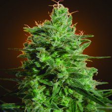 Delahaze - feminizované semená 5 ks Paradise Seeds