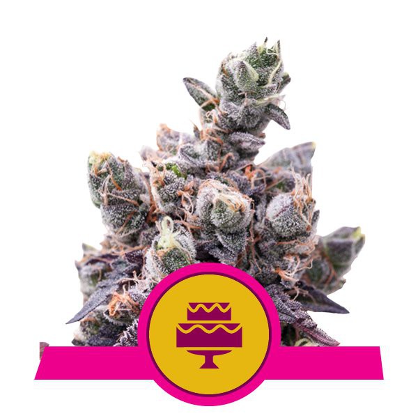 Wedding Gelato - feminizovaná semínka 3 ks Royal Queen Seeds