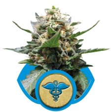 Royal Medic - feminizowane nasiona 5ks Royal Queen Seeds