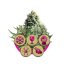 Indoor Mix - feminizované semienka 5 ks Royal Queen Seeds