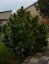 Hollands Hope - feminized 3pcs Dutch Passion seeds