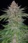 Strawberry Pie Auto - samonakvétací semínka marihuany 3 ks Fast Buds