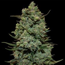 Cookies Kush - feminizovaná semena 5 ks Barney´s Farm