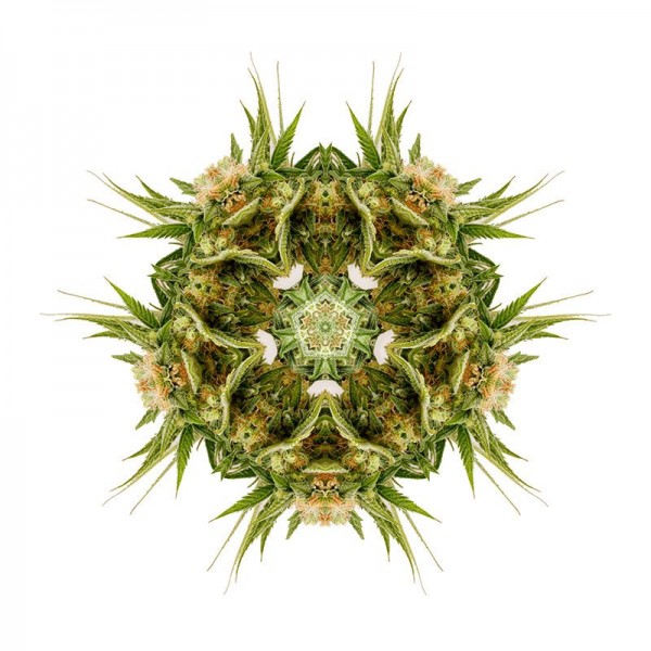 Sour Diesel 2 - feminizovaná semínka 3ks Humboldt