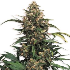 Strawberry Cough - feminizované semená 3 ks, Dutch Passion