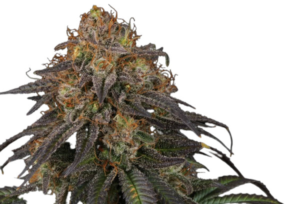 Mandarin Panties - feminizovaná semena konopí 5 ks Seedstockers Superior