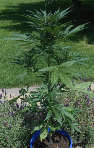 Royal Jack Automatic - feminized And autoflowering seeds 10 pcs Royal Queen Seeds
