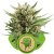 Sweet Skunk Automatic - feminizirano i autocvjetajuće sjeme 5 kom Royal Queen sjeme