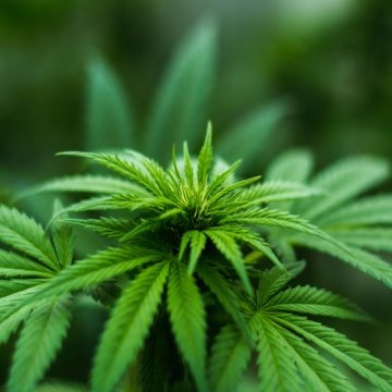 Therapeutisches Cannabis und Asthma: Helfen Marihuana und Cannabioide bei Hustenanfällen?