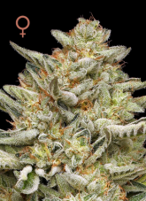 Humboldt Seed Company OG Triploid feminizované semená