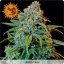 Liberty Haze – feminizované semienka 3 ks Barney Farms