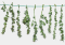 Quick Methods for Hemp Drying - High-Quality Product in Record Time