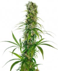 Michka - feminized cannabis seeds 10 pcs, Sensi Seeds