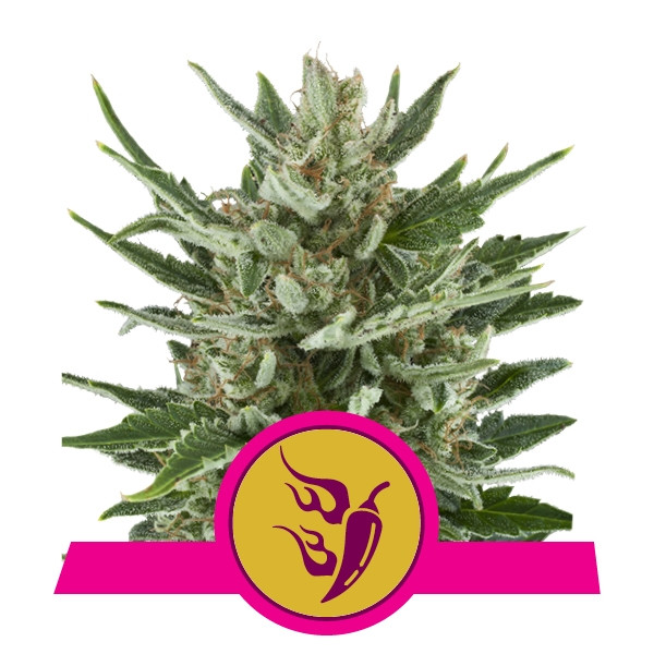 Speedy Chile Fast Version -  feminizovaná semena 10 ks Royal Queen Seeds