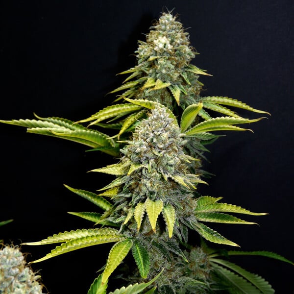 Kush Classic - feminisierte Samen 5 Stück Cannapio