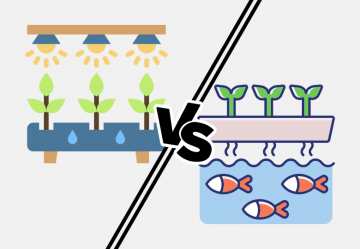 Hydropónia vs. akvaponika vs. aeropónia: ktorý systém použiť na pestovanie konope?