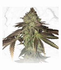 Nasiona feminizowane T.H. Seeds Gelato Cake, Gelato 33 x Birthday Cake