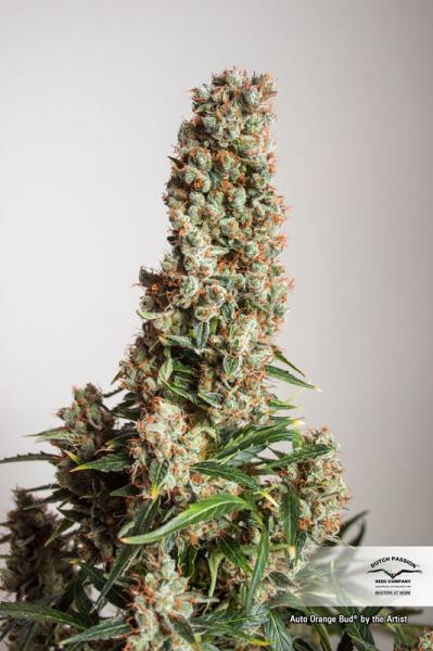 Auto Orange Bud® - samonakvétací semena 7 ks Dutch Passion