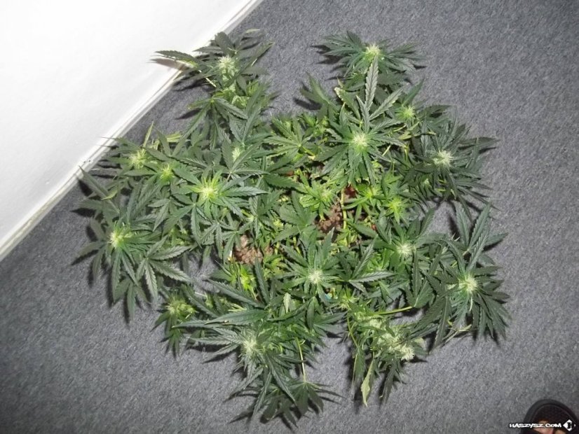 Sweet Skunk Automatic - feminizované a autoflowering semienka 3ks Royal Queen seeds