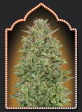 00 Seeds 00 Skunk feminizovaná semena