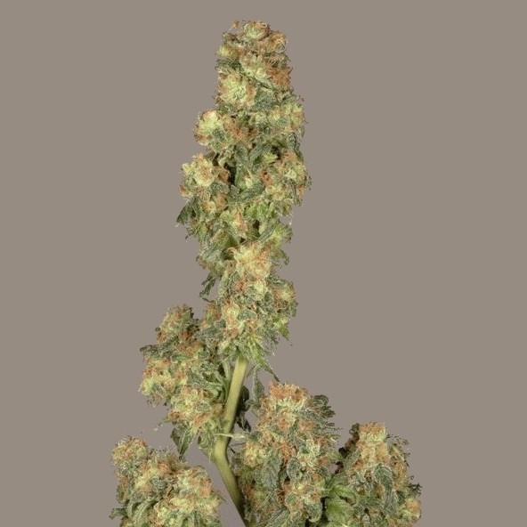 Super Haze - feminisierte 5ks Dutch Passion-Samen