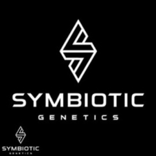 Nasiona feminizowane Ginger Mints Symbiotic Genetics