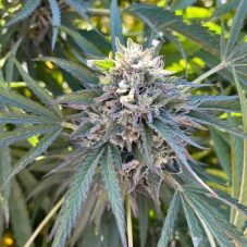 Big Mike's Genetics Cake Jealousy SOAP feminizované semená, 3 ks