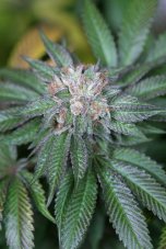 Master Kush - feminizovaná semienka 5ks Humboldt