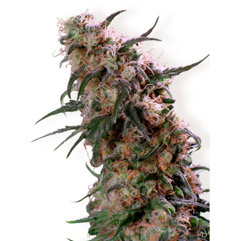 Super Haze - feminisierte 5ks Dutch Passion-Samen