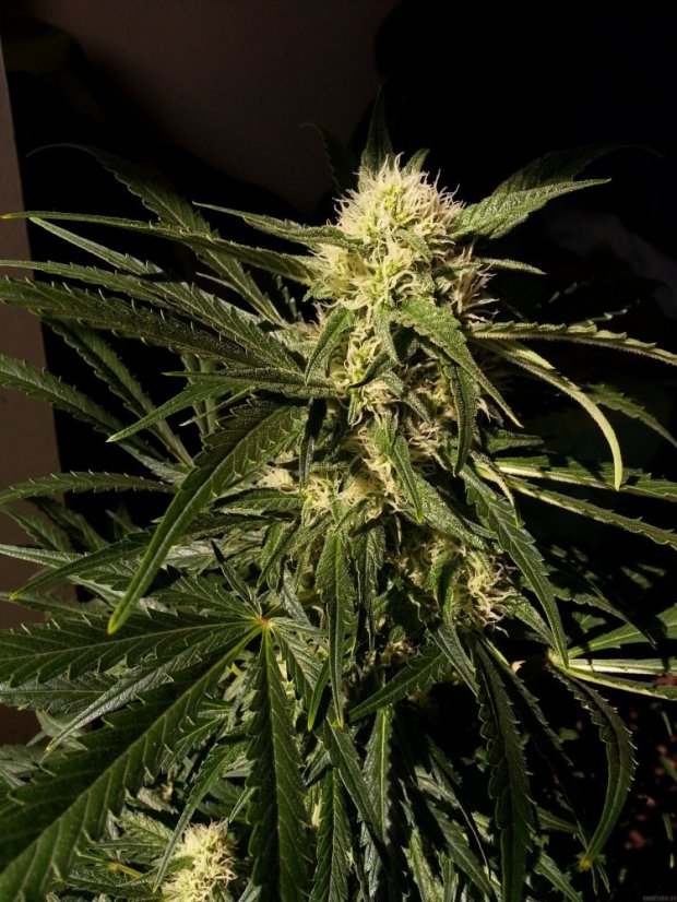 Jamaican Dream – 9ks feminizovaná semena Eva Seeds